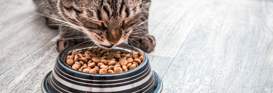 croquettes pour chat